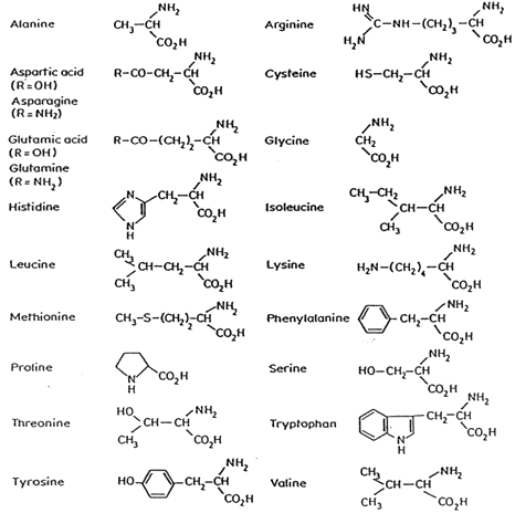 Chemical Functional Groups